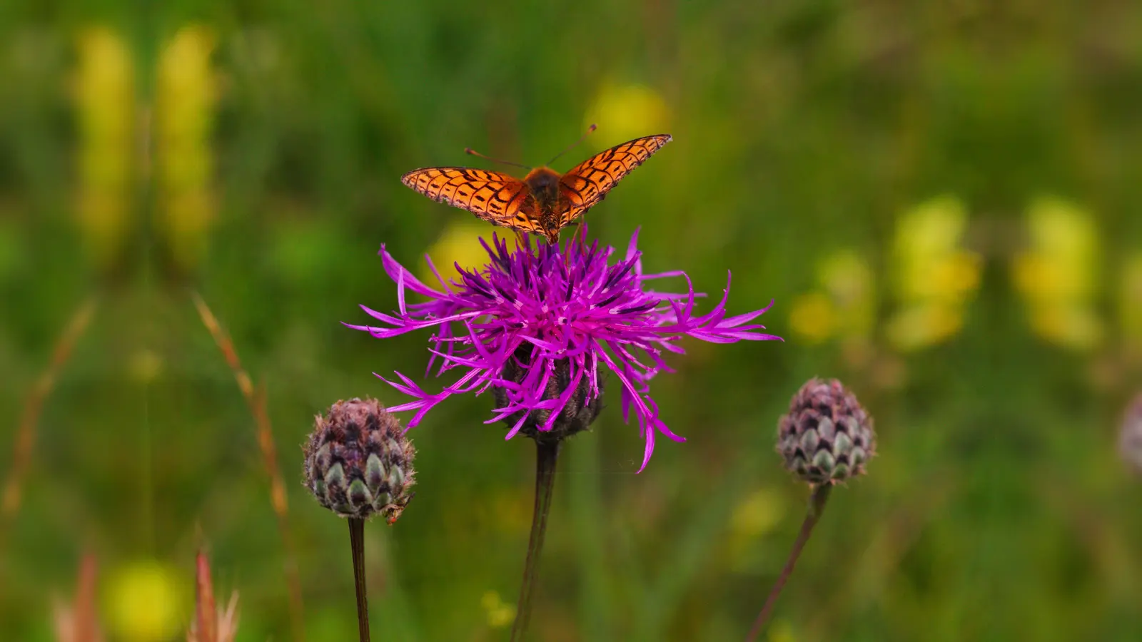 Der Mai und vor allem Juni sind die schönsten Monate auf der Heide. (Foto: ritz-photography.com)