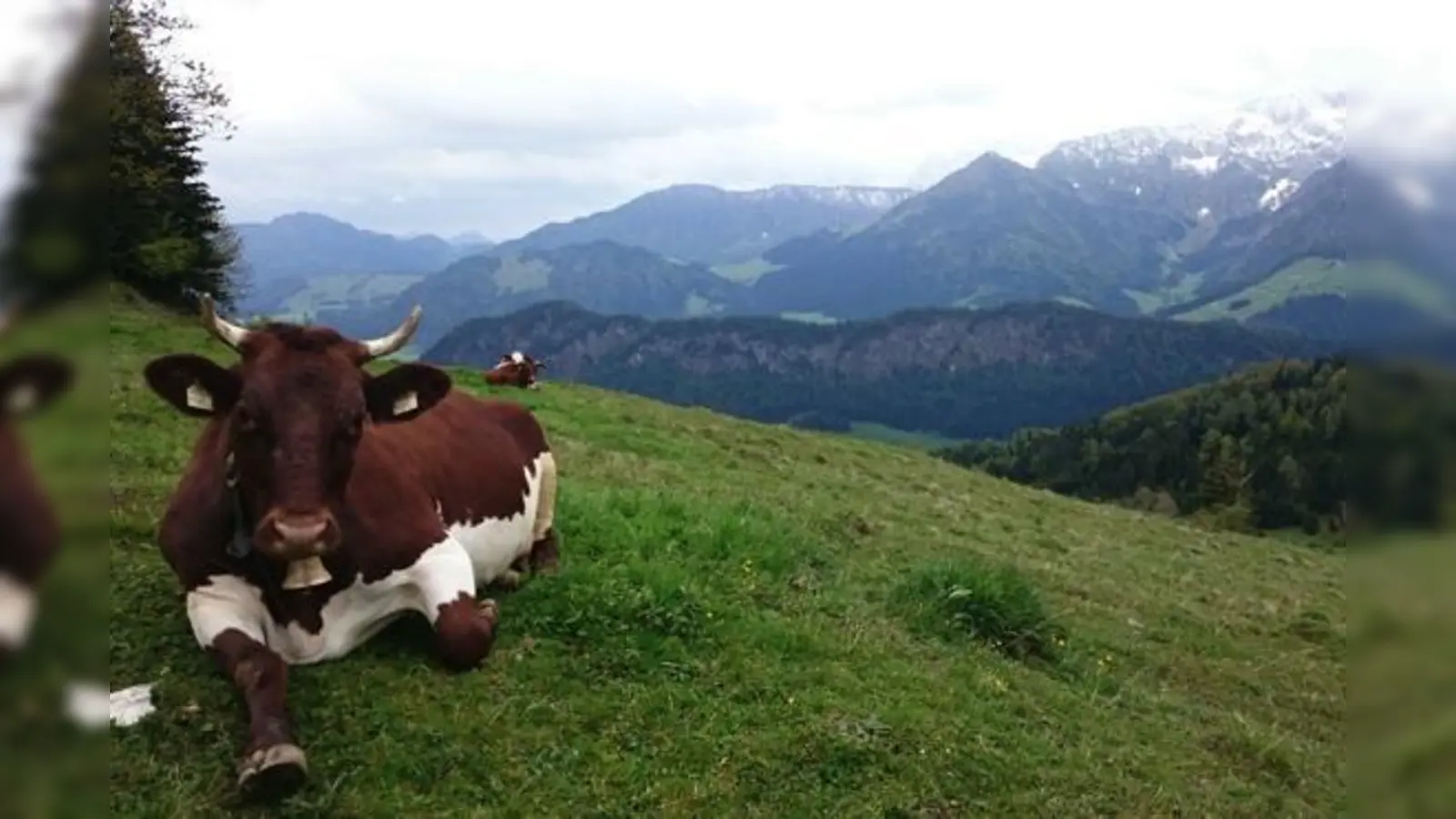Der Wandberg ist ein lohnendes Ziel für Genießer und Almliebhaber.	 (Foto: Stefan Dohl)