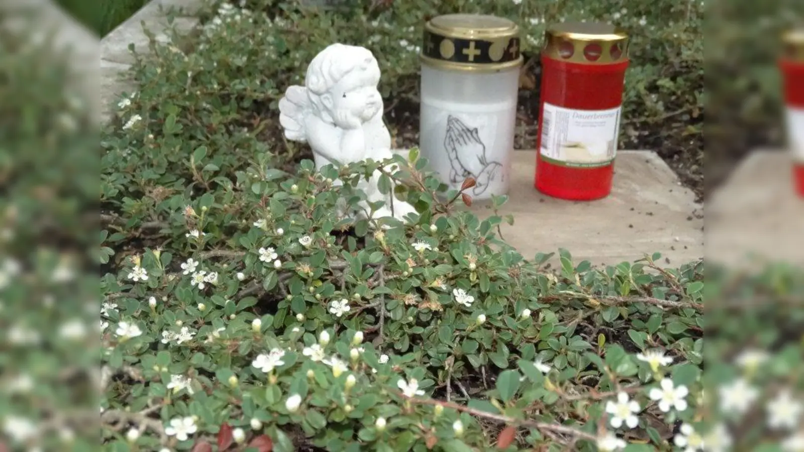 Der Cotoneaster ist ein Bodendecker, der keine Staunässe mag. (Foto: tab)