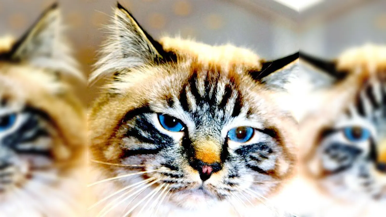 Die Birma-Katze vereinigt Charaktereigenschaften von Siam- und Perserkatzen.	 (Foto: Fressnapf)