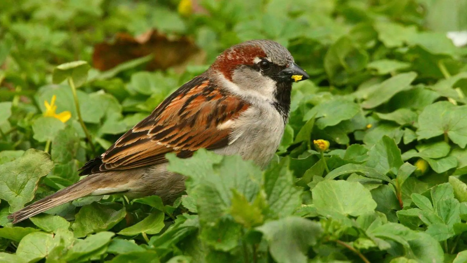 Die Teilnehmenden entdecken die heimische Vogelwelt rund um das ÖBZ München.  (Symbolbild: dm)