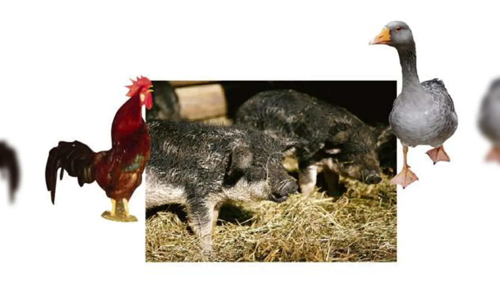 Die Wollschweine sind die unumstrittenen Stars im Wasmeier-Museum  Gockel und Gustav dagegen geraten schon mal aneinander.	 (Fotos: Museum)