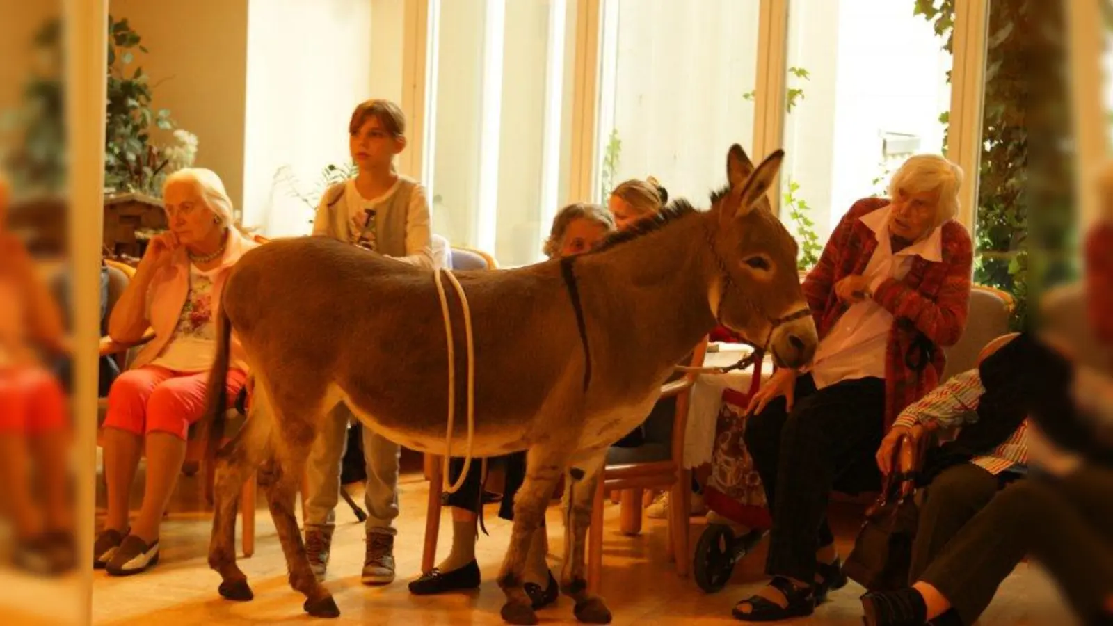 Der monatliche Besuch der Esel im Malteserstift St. Josef ist für die Bewohner ein besonderes Highlight. (Foto: Eisinger)