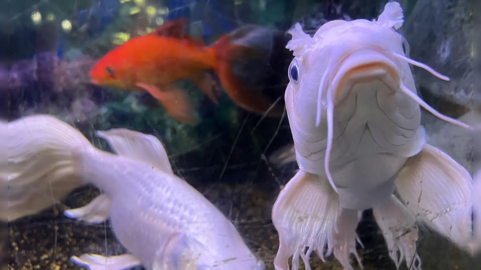 „Die Goldfische” heißt der aufgeführte Film, der sich allerdings um Menschen dreht. (Symbolbild: cba)