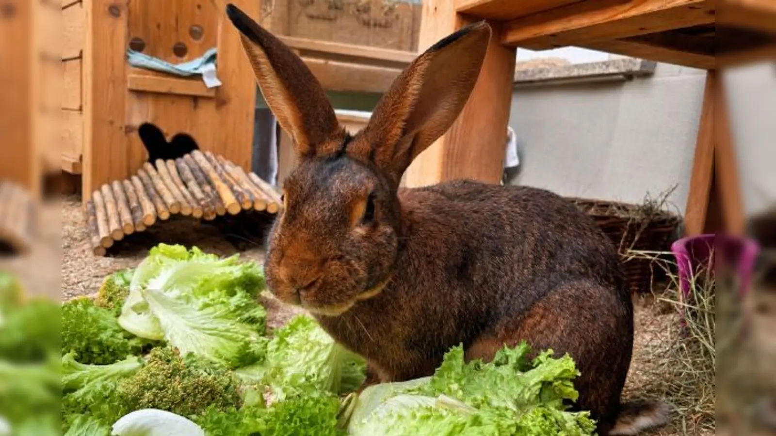 Tonga eignet sich sowohl für die Innen- als auch für die Außenhaltung, sofern ihm ein Gehege mit mindestens 8 m? zur Verfügung steht. (Foto: Tierheim Riem)