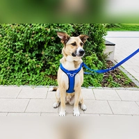 Rick ist ein freundlicher, menschenbezogener und verschmuster junger Hund. (Foto: Tierheim Riem)
