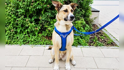 Rick ist ein freundlicher, menschenbezogener und verschmuster junger Hund. (Foto: Tierheim Riem)