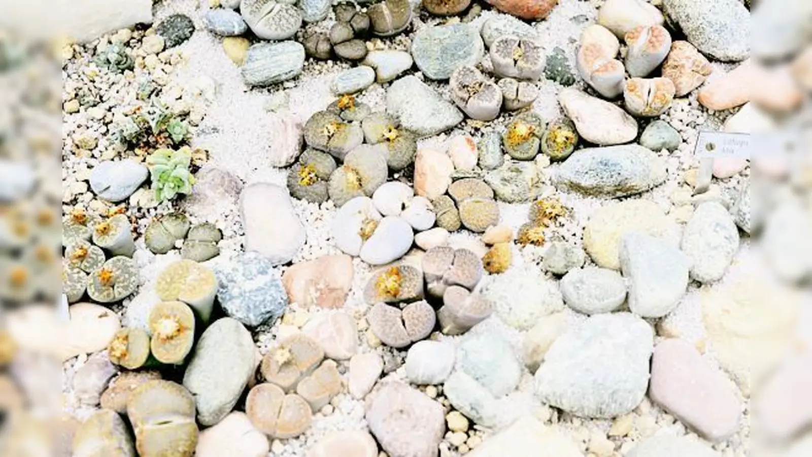 Die Heimat der so genannten Lebenden Steine ist Südafrika.  (Foto: Privat)