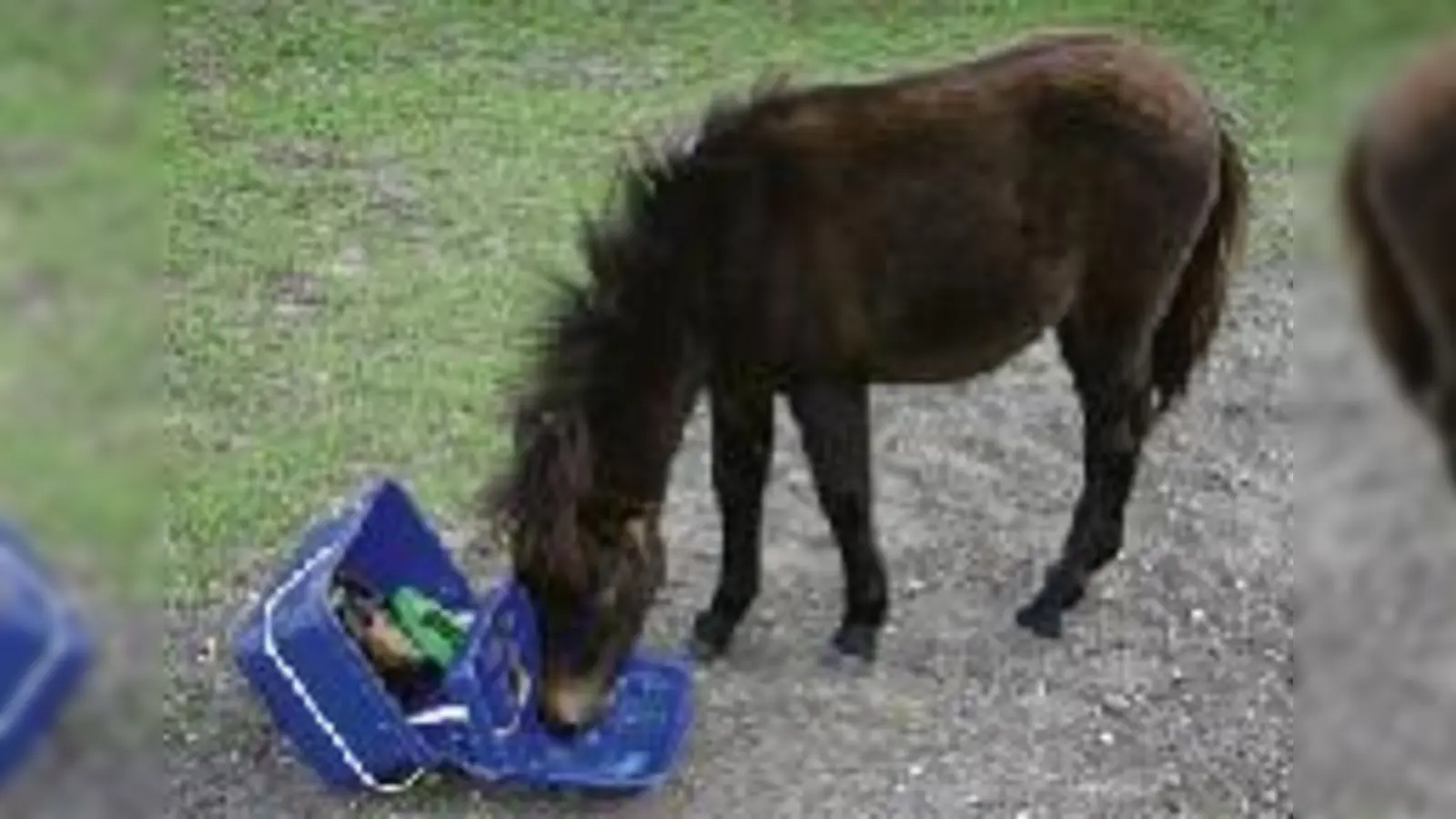 Auf dem Gnadenhof »Charity Ranch« können sich die Tiere frei entfalten und neugierig sein. 	 (Foto: em)