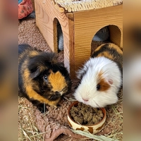 Meerschweine Teddy &amp; Juna. (Foto: Tierheim Riem)