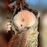 Goldhamstermädchen „10”. (Foto: Tierheim Riem)