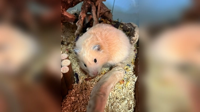 Goldhamstermädchen „10”. (Foto: Tierheim Riem)