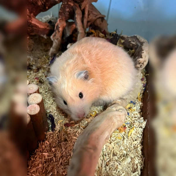 Goldhamstermädchen „10”. (Foto: Tierheim Riem)