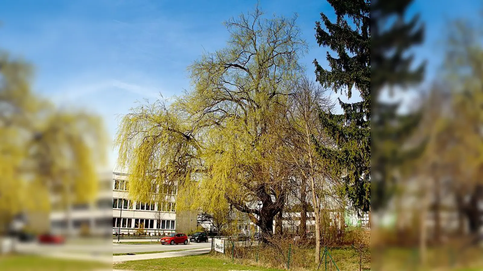 Einer der ältesten Bäume Ottobrunns: Die Silberweide in der Alten Landstraße. 	 (Foto: Thomas Klönhammer)