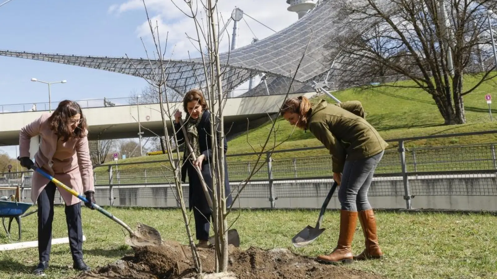 Einen mehrstämmigen Bergahorn pflanzen Bürgermeisterin V. Dietl, Kommunalreferentin K. Frank und Olympiapark-Chefin M. Schöne (v.l.) im Olympiapark. (Foto: Michaela Rehle)