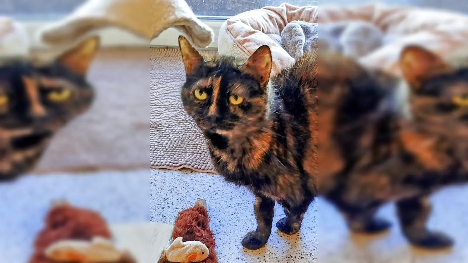 Kurzhaar Katze Coco. (Foto: Tierheim Riem)