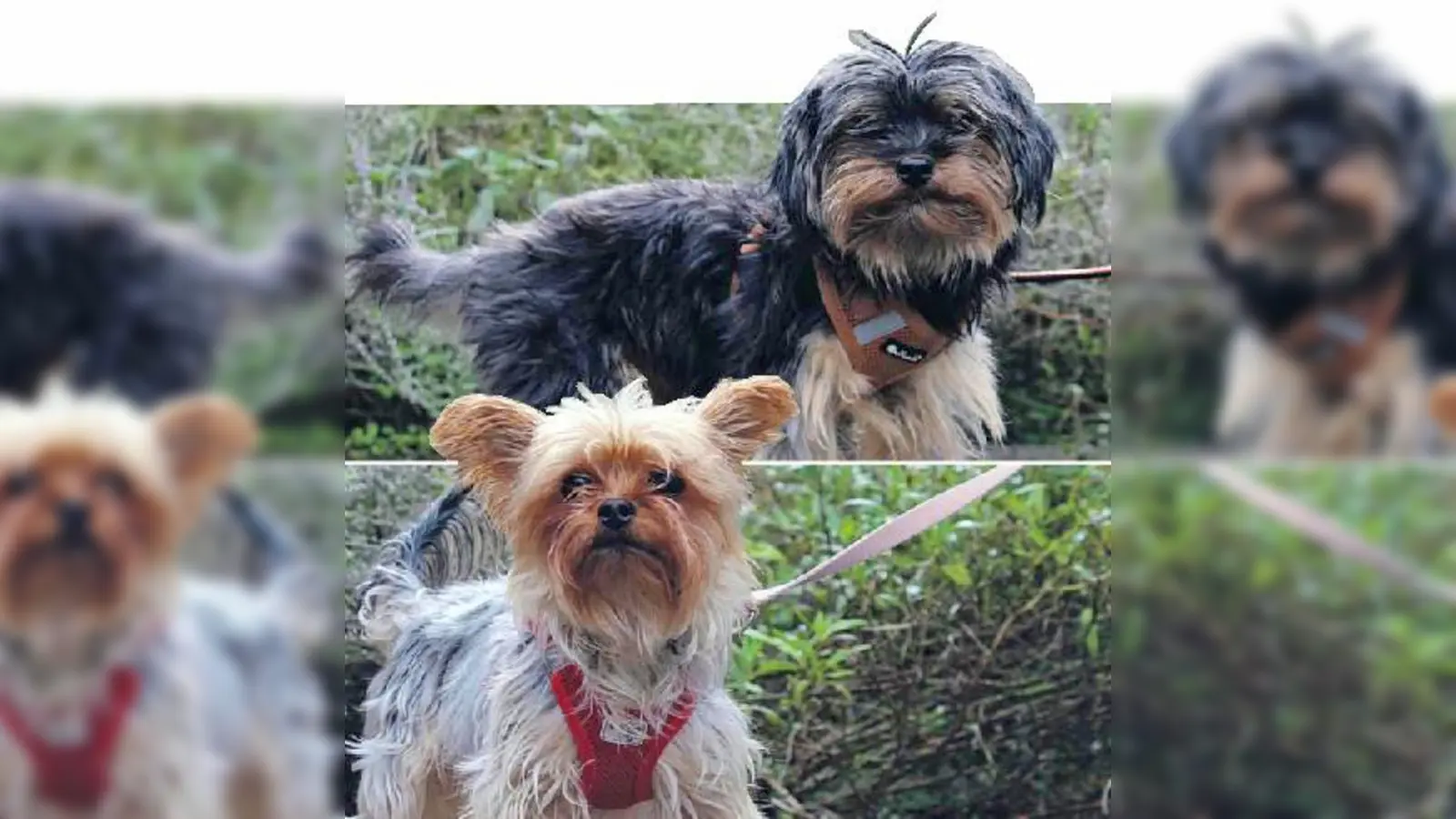 Die beiden Yorkshire Terrier Timmy (männl.) und Tammy (weibl.). (Foto: Tierheim Riem)