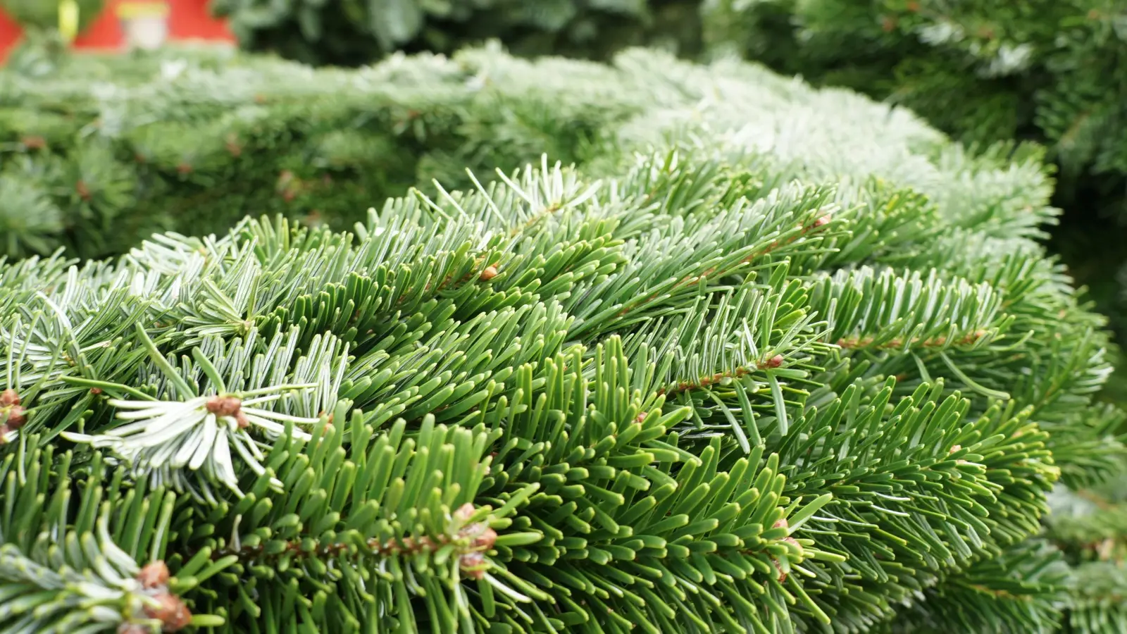 Weihnachtsstimmung kommt bei der Lesung von Ludwig Thomas „Heiliger Nacht” auf. (Foto: hw)