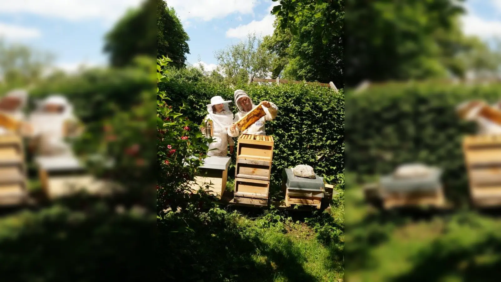 Die Vereinsmitglieder Svetlana Merkel und Wolfgang Pauli bei der regelmäßigen Brutkontrolle. Sie prüfen, ob der eingetragene Honig schon verdeckelt ist. Erst nach dem Verdeckeln ist der Honig trocken genug, um geschleudert zu werden. Deutscher Imkerhonig darf nur weniger als 20 Prozent Wasser enthalten. (Foto: Pauli)