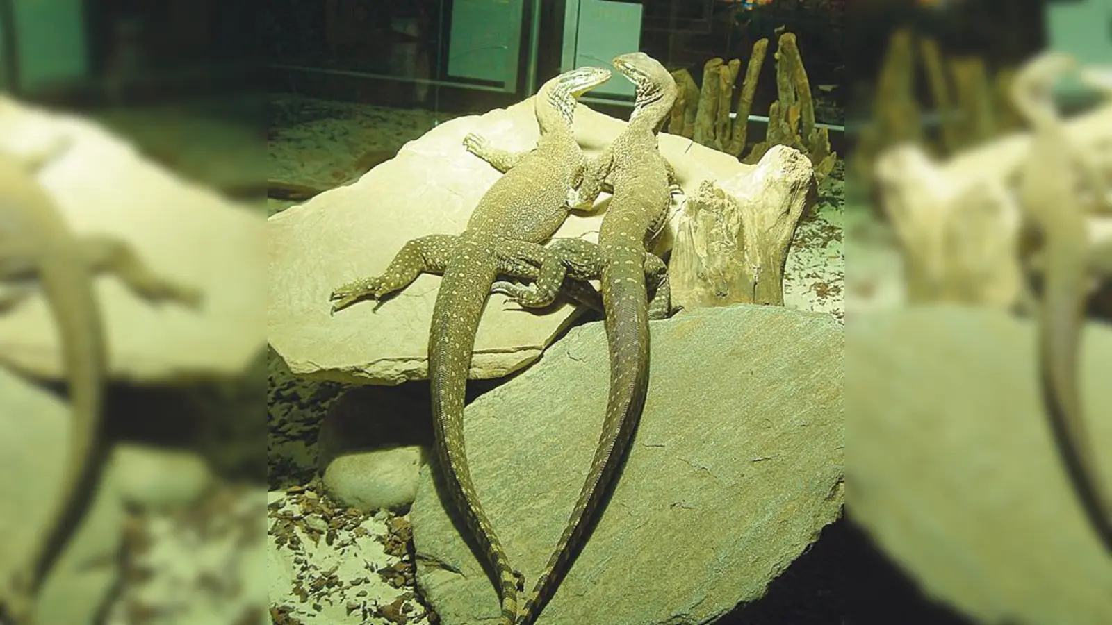 Die Vorschulkinder staunten über die Vielfalt der Reptilien.  (Foto: Privat)