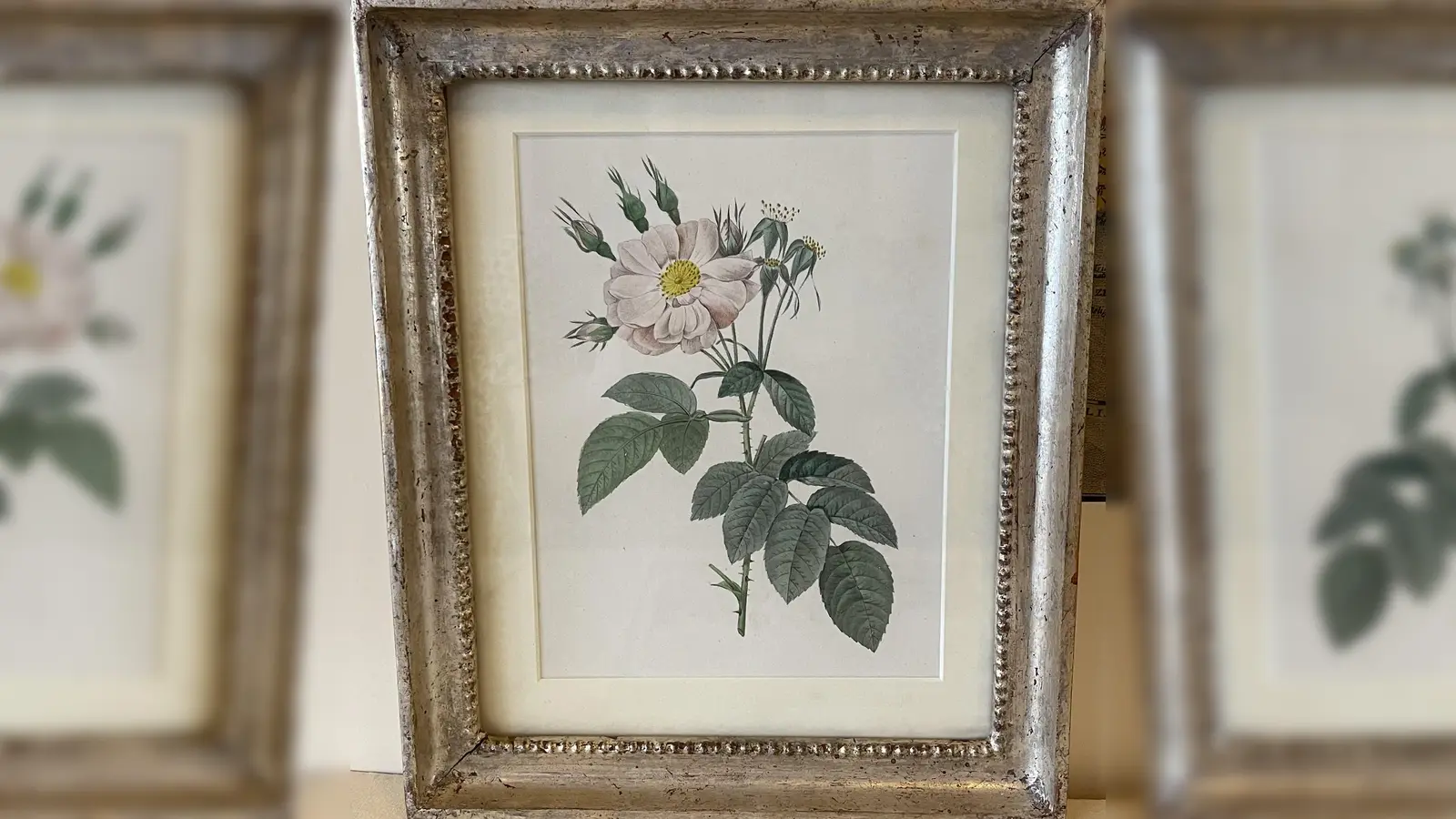 Lithographien aus den Bereichen Fauna und Flora gibt es in großer Auswahl im Kunstantiquariat Schmidt.  (Foto: hw)