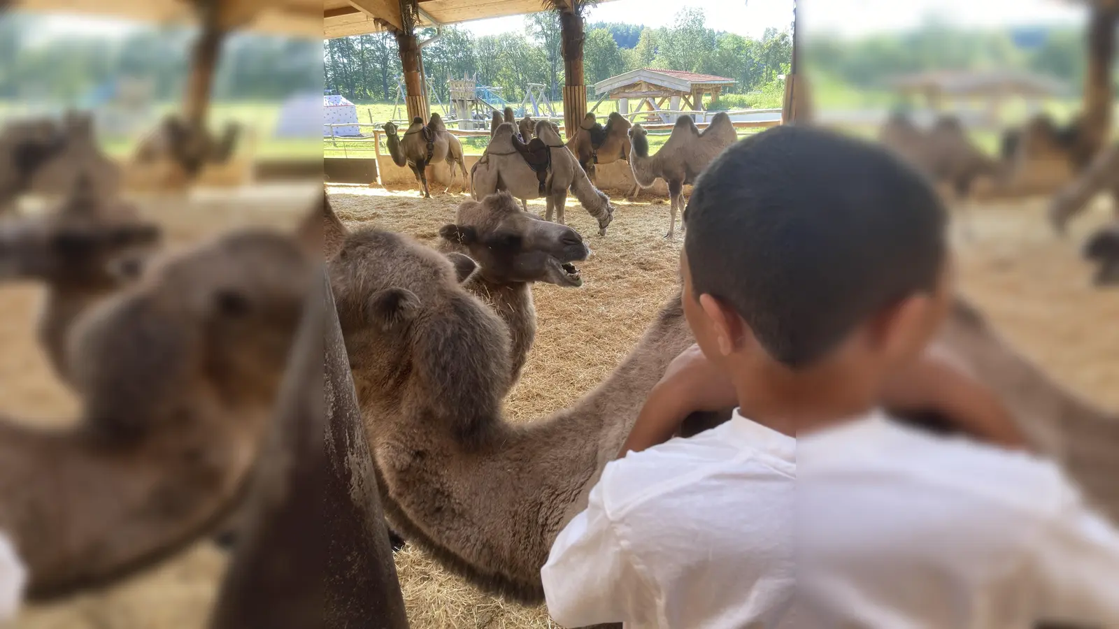 Besonders beliebt war bei den Kids der Ausflug zum Kamelreiten. (Foto: Nachbarschaftshilfe Vaterstetten)