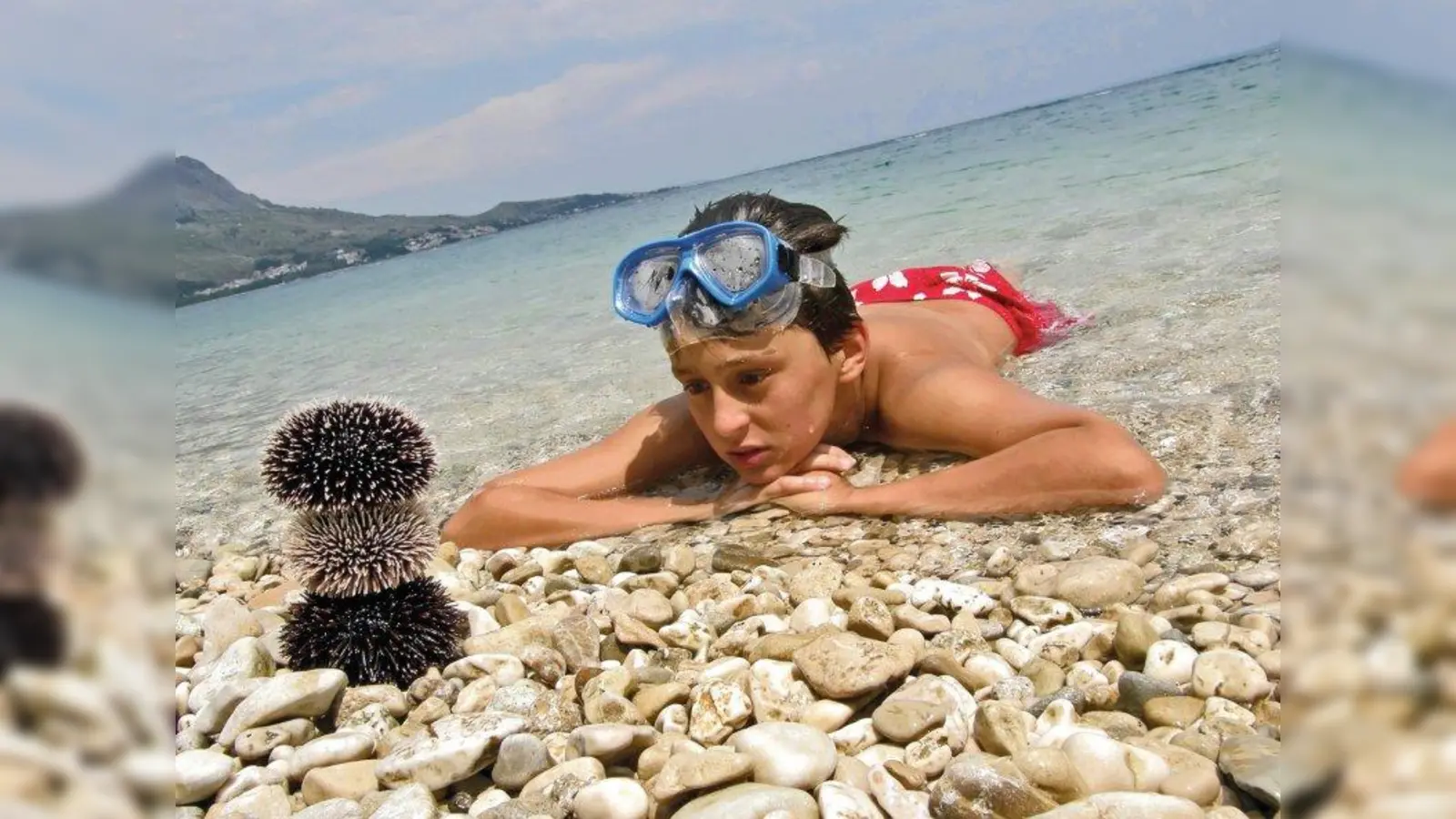 Schön, aber schmerzhaft, wenn man drauftritt. Badeschuhe schützen vor Verletzungen durch Seeigel. (Foto: otolia.com - Leo Tomić)