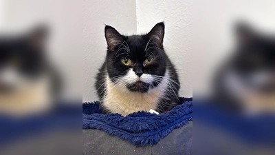 Britisch Kurzhaar-Mix Katze Anemone. (Foto: Tierheim Riem)