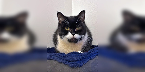 Britisch Kurzhaar-Mix Katze Anemone. (Foto: Tierheim Riem)