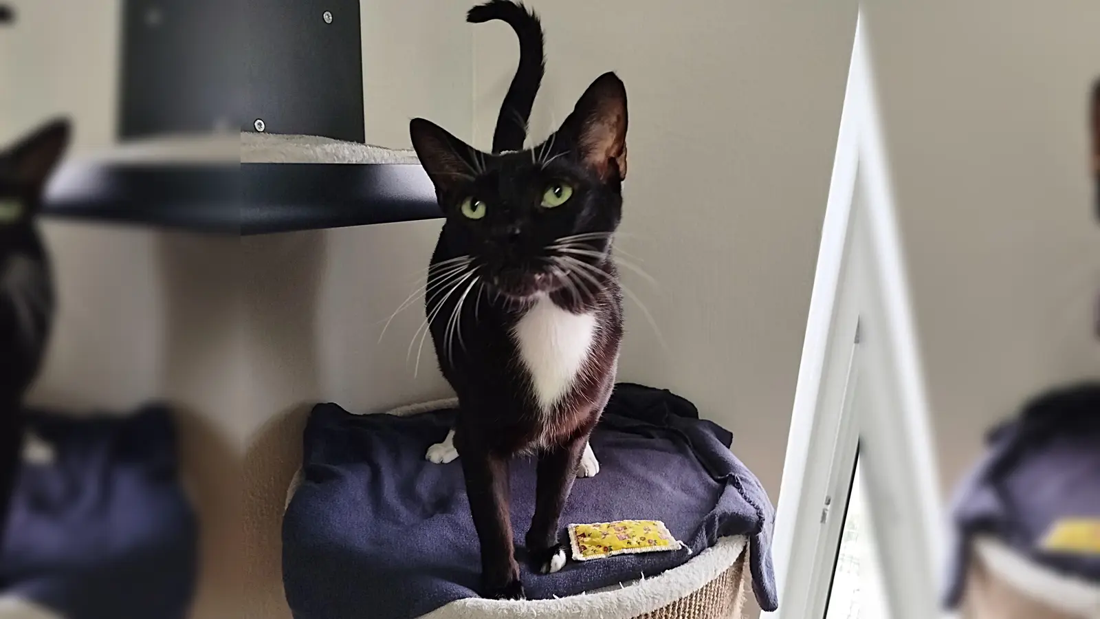 Panther ist ein sozialer und ausgeglichener Kater. (Foto: Tierheim Riem)