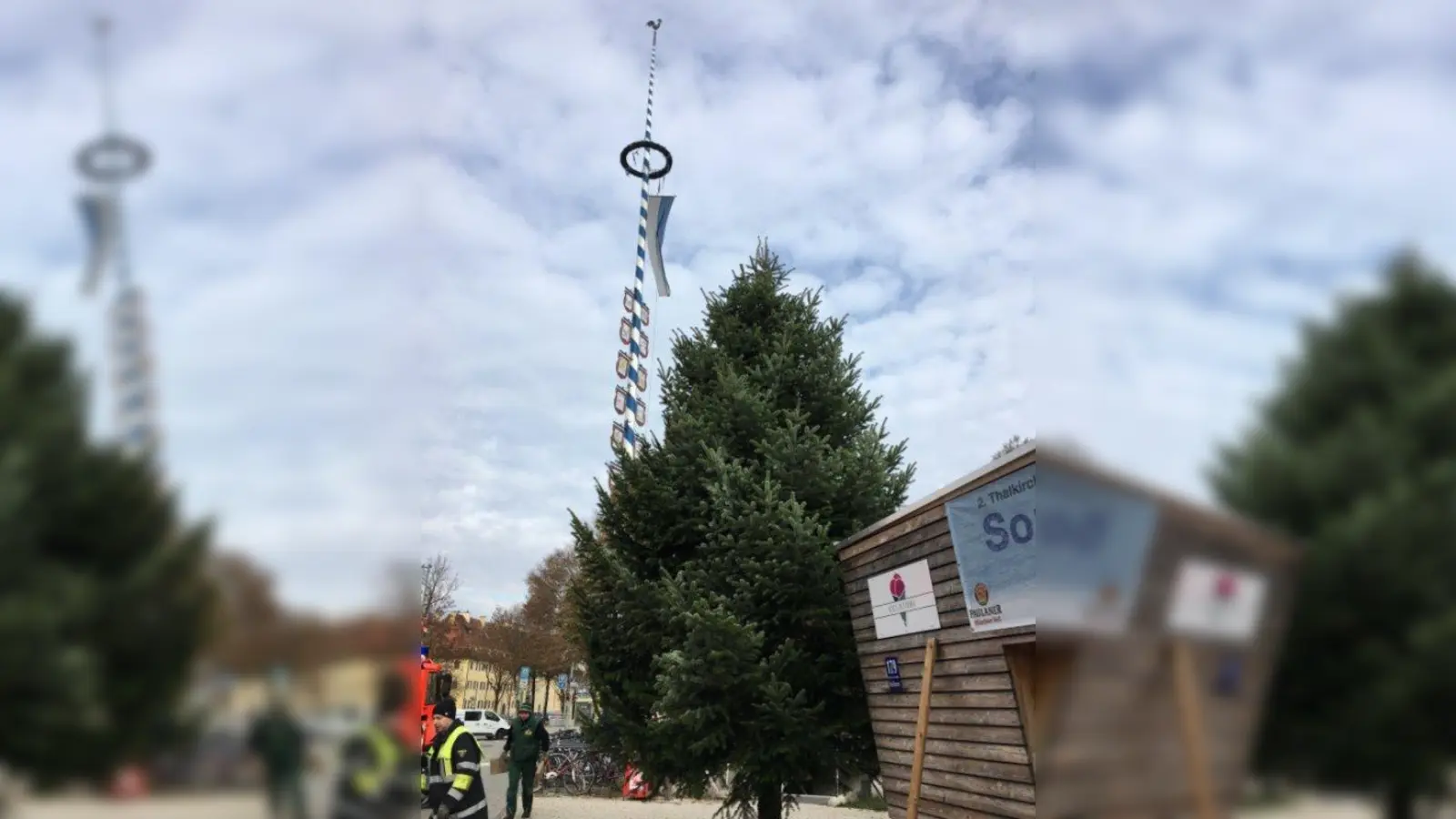 Am Thalkirchner Platz steht wieder ein Christbaum, der geschmückt werden will. (Foto: Maibaumverein)