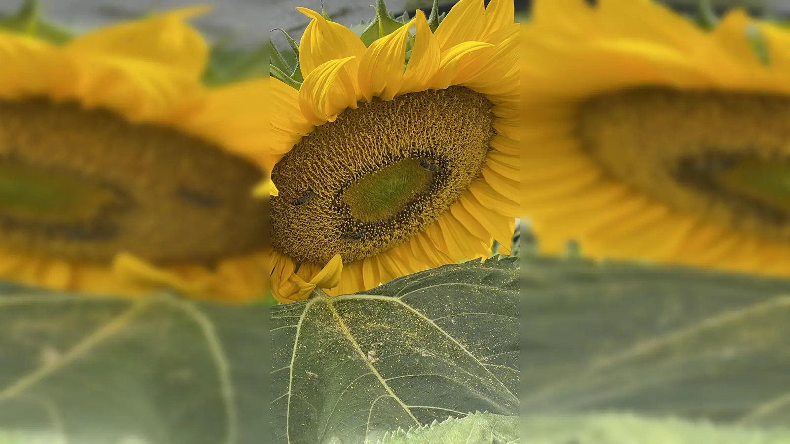 Der Fotoclub Grafing freut sich über Bilder, die zum Thema Klimaschutz passen. (Foto: hw)