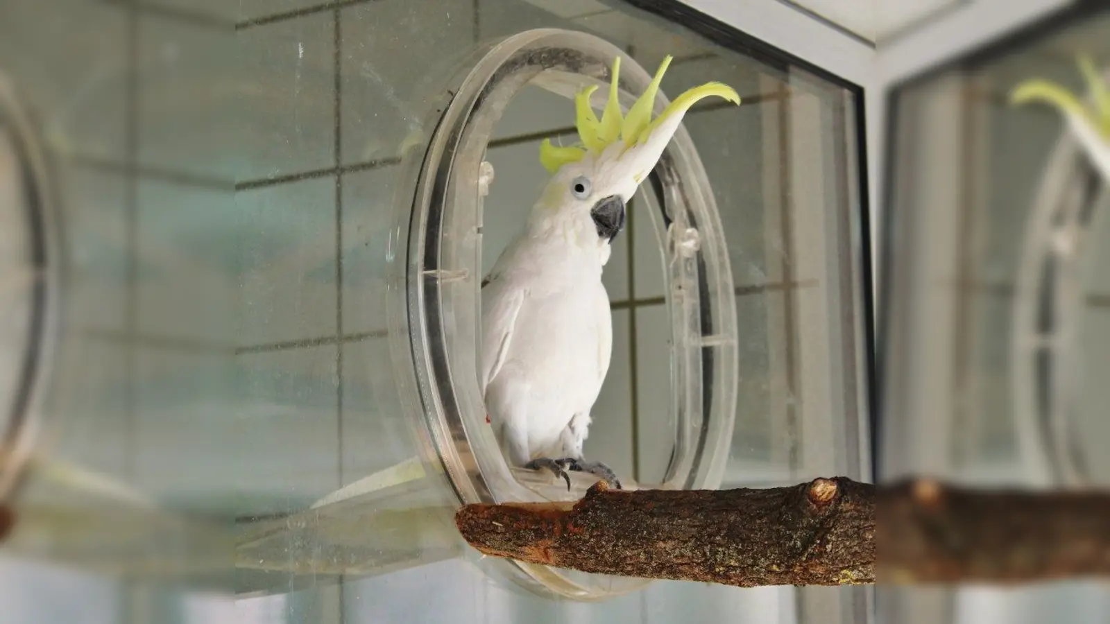 Der hübsche Gelbhaubenkakadu Udo Müller sucht eine Partnerin und bevorzugt eine Außenvoliere. (Foto: Tierheim München)