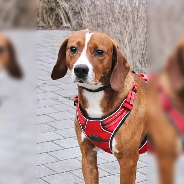 Jagdhund Mix-Rüde Cap. (Foto: Tierheim Riem)