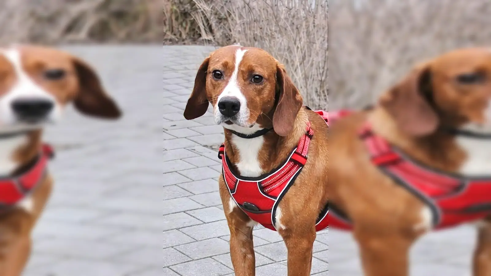 Jagdhund Mix-Rüde Cap. (Foto: Tierheim Riem)