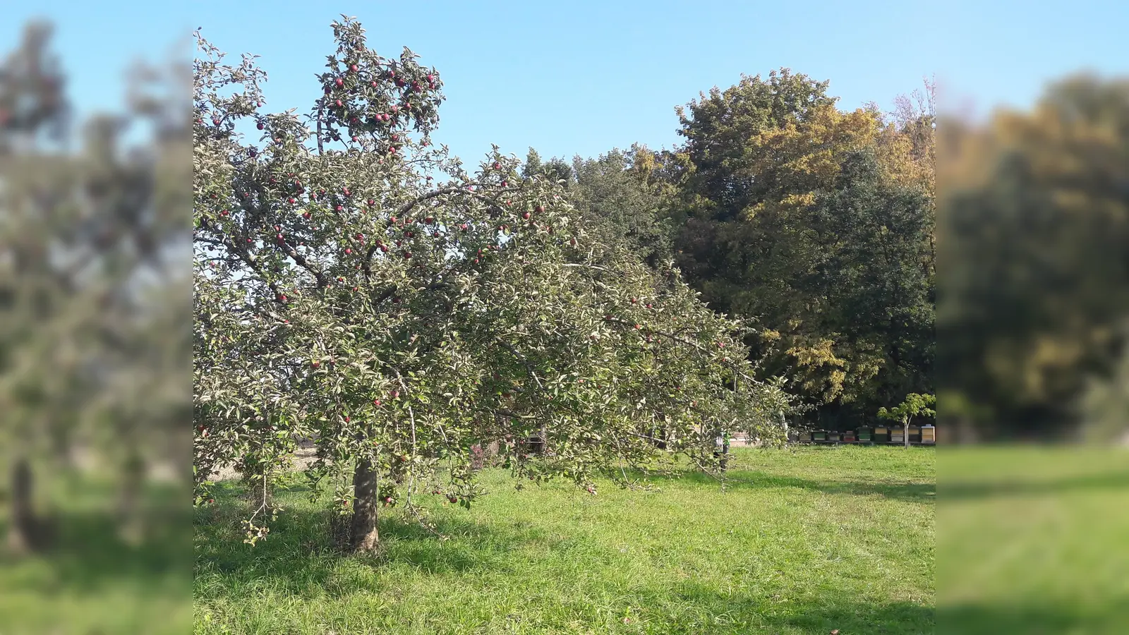 Die Ortsgruppe des BN in Forstinning lädt zu einem Pomologischen Rundgang auf ihrer Streuobstwiese ein. (Foto: VA)