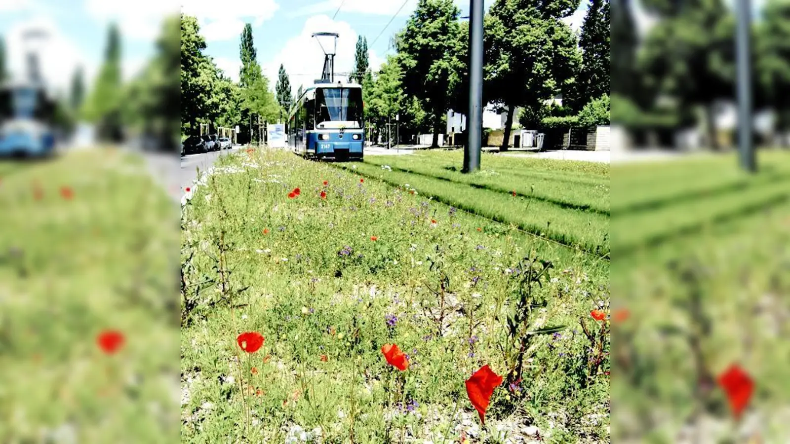 Anwohner der Cosimastraße beschweren sich über die »Flüstertram«.	 (Foto: hgb)