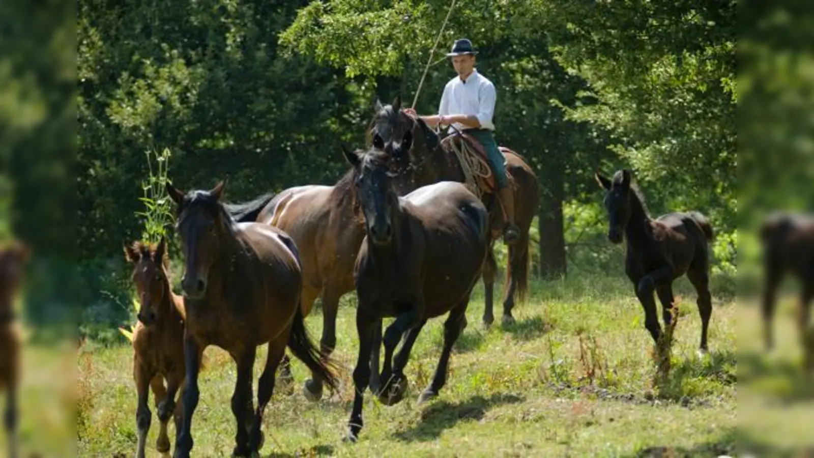 Arbeitsreitweise im Alltag: mit den Maremmapferden werden Rinder- und Pferdeherden gehütet.	  (Foto: Simona Falorni)