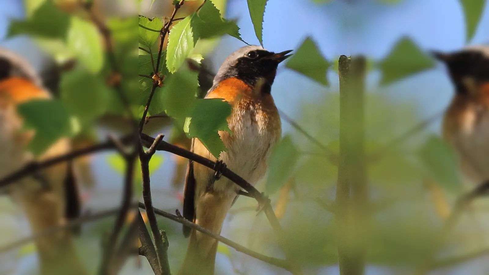 Über den Gartenrotschwanz wird an diesem Abend unter anderem Markus Dähne berichten.  (Foto: Markus Dähne)