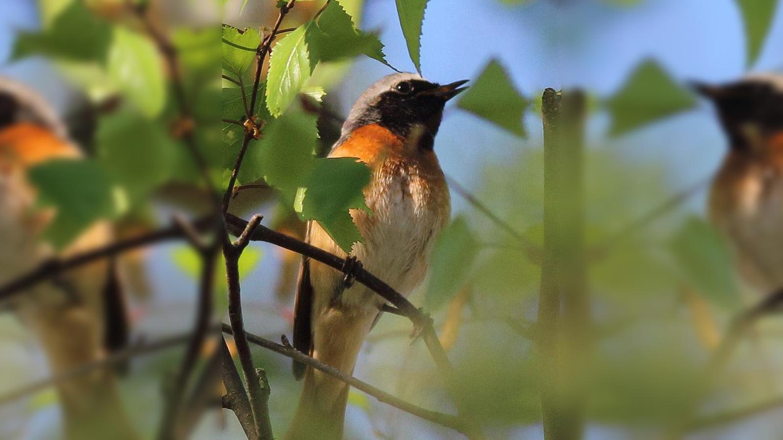 Jahresversammlung-des-Bund-Naturschutz