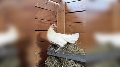 Das Huhn Lola wartet darauf, ein liebevolles Zuhause zu finden, in dem sie in Ruhe ankommen und einfach Huhn sein darf. (Foto: Tierheim Riem)