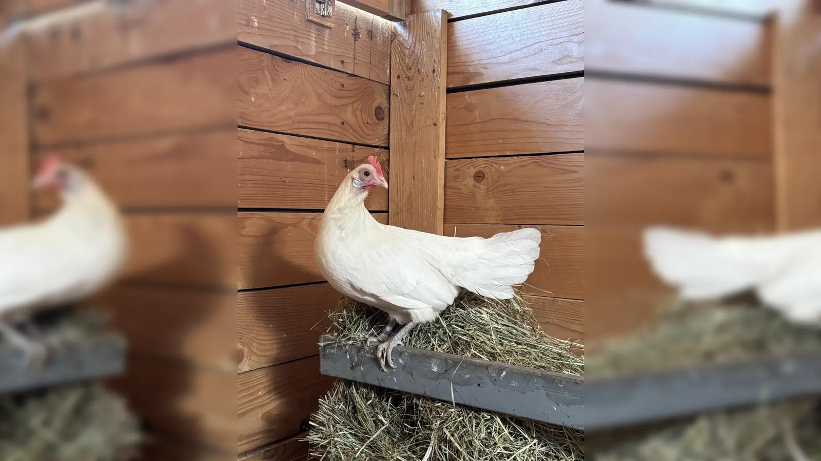 Das Huhn Lola wartet darauf, ein liebevolles Zuhause zu finden, in dem sie in Ruhe ankommen und einfach Huhn sein darf. (Foto: Tierheim Riem)