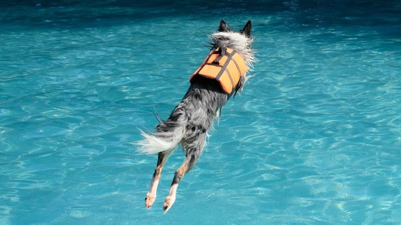 Wau! Hinein ins Becken, wo sonst nur Menschen schwimmen dürfen! Da freuen sich alle wasseraffinen Hunde und Hunderln – ob mit Schwimmweste oder ohne.  (Foto: Robert Bösl)