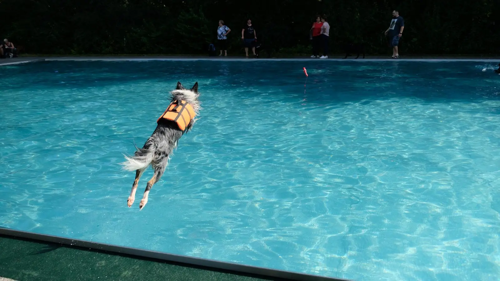 Mit Anlauf und Vergnügen ins feuchte Nass, das geht beim Hundebadetag im Dantebad. (Foto: Robert Bösl)