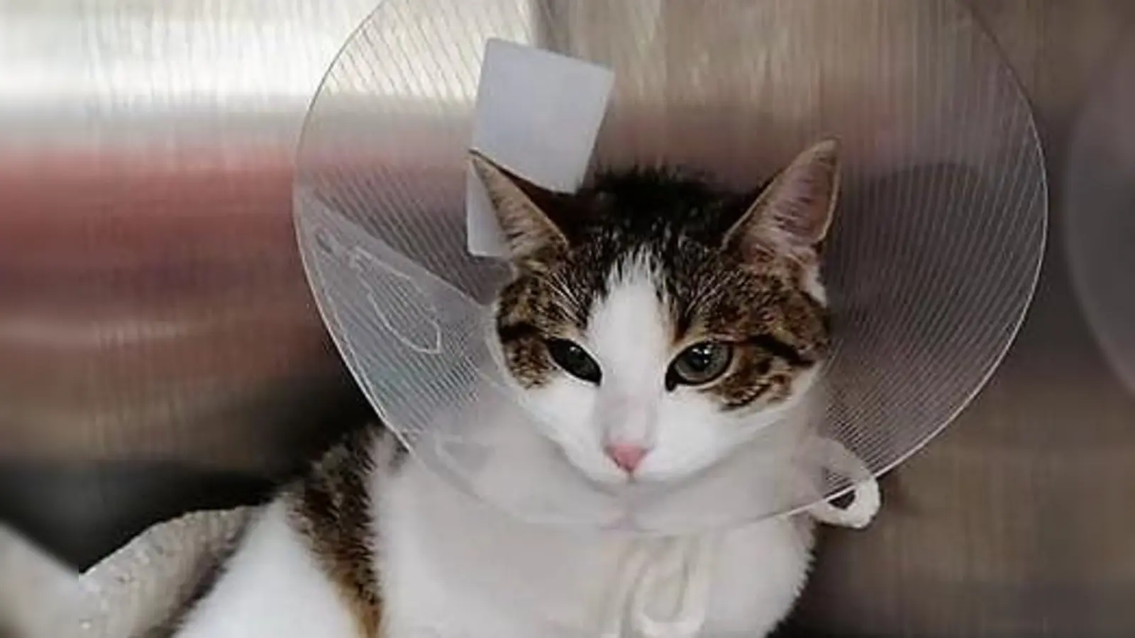 Der Bund der Katzenfreunde veranstaltet zugunsten herrenloser Katzen am 27. April einen Flohmarkt. (Foto: chk)