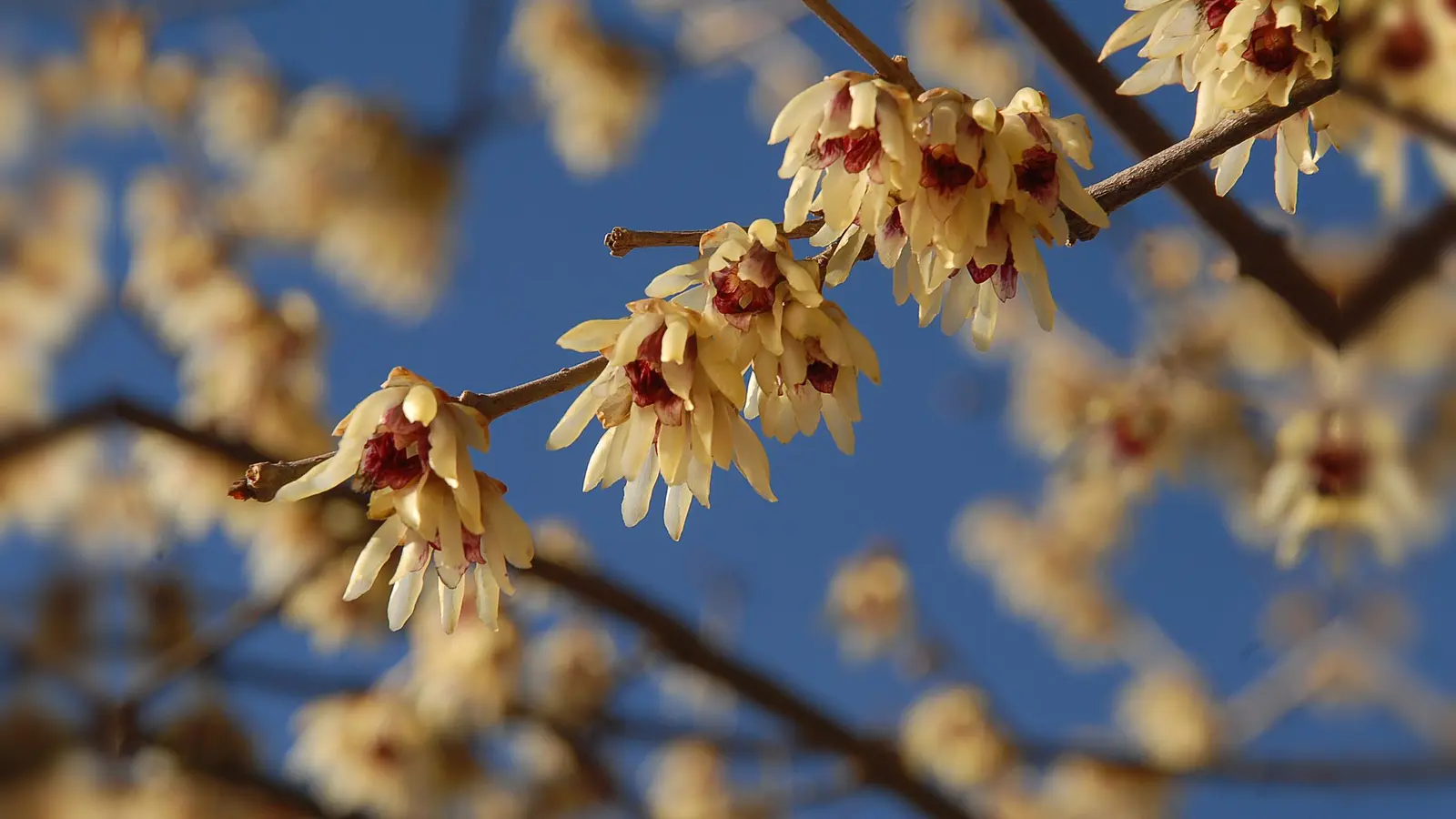 Der Duft ist betörend, man sollte sich aber etwas „beeilen“, um den Strauch zu beschnuppern, denn die Blüte hält leider nicht wochenlang. (Foto: Dr. Ehrentraud Bayer)
