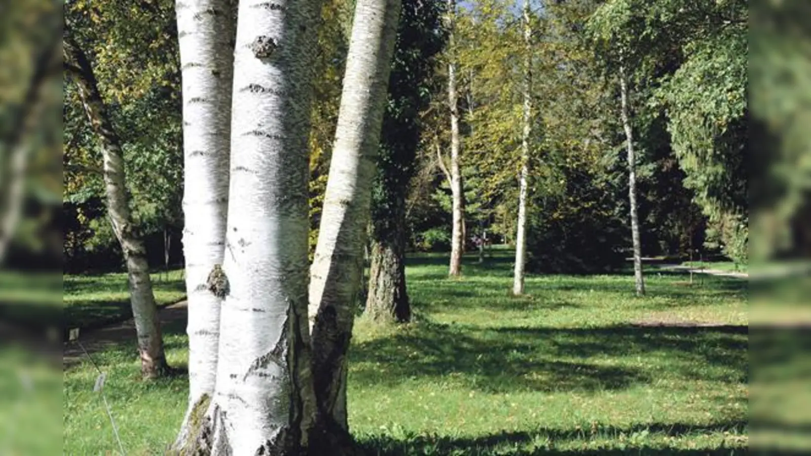 Ode an den Baum: Baumbotschaften können bis Januar eingereicht werden.	 (Foto: Hoeck/BGM)