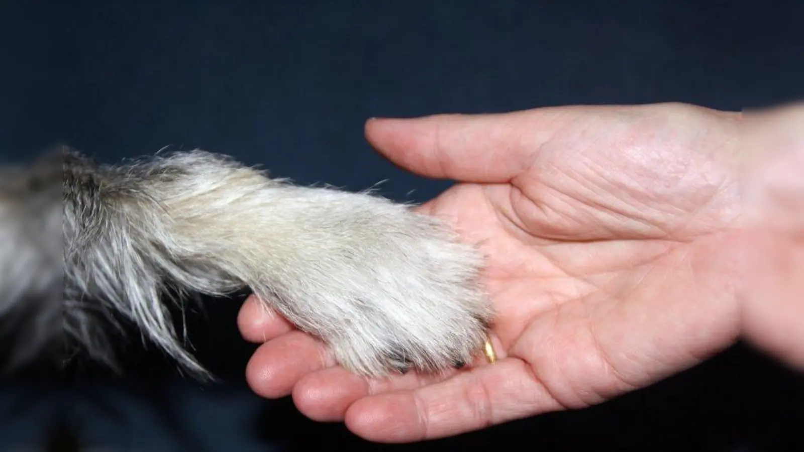 Mit einer Tierpatenschaft kann man dem Tierschutzverein bei der täglichen Versorgung der rund 800 Schützlinge helfen. (Foto: Alisara/pixelio.de)