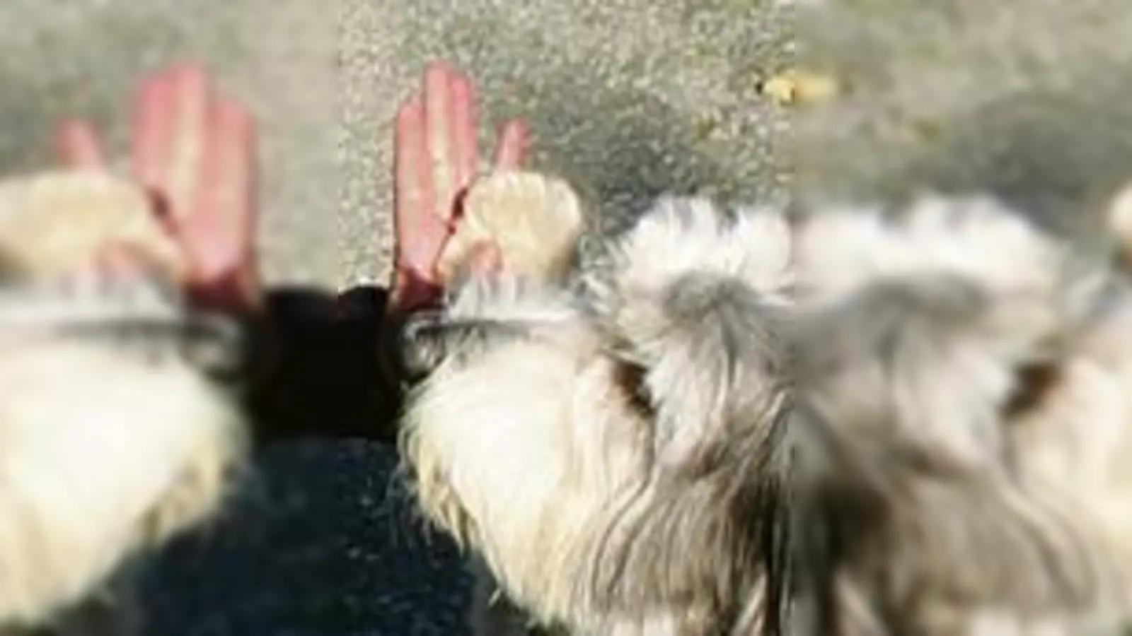 »Give me five, Frauchen«: Bearded Collie Tante Käthe zeigt was er schon kann.   (Foto: ks)