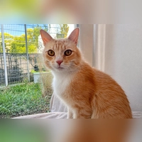 Der Kater Louis ist sehr zutraulich und verschmust. (Foto: Tierheim Riem)